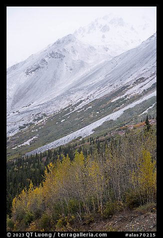 Trees in autumn foliage and Rainbow Mountain in mist. Alaska, USA