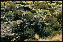 Yellow sage flowers and lava. California, USA