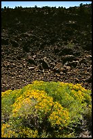 Sage and slope covered with lava, Lava Beds National Monument. California, USA (color)