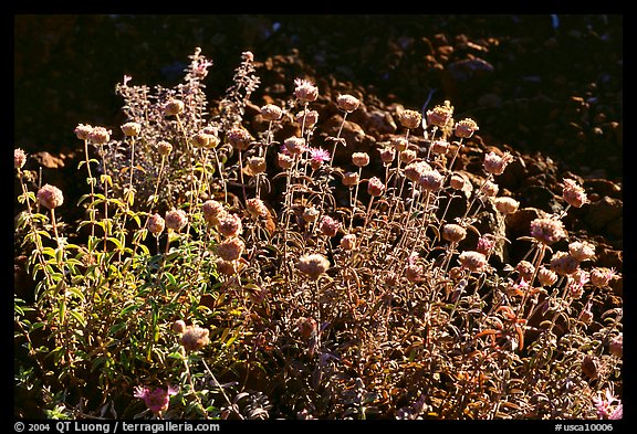 Flowers,  Lava Beds National Monument. California, USA