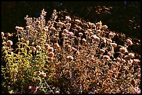 Flowers,  Lava Beds National Monument. California, USA (color)