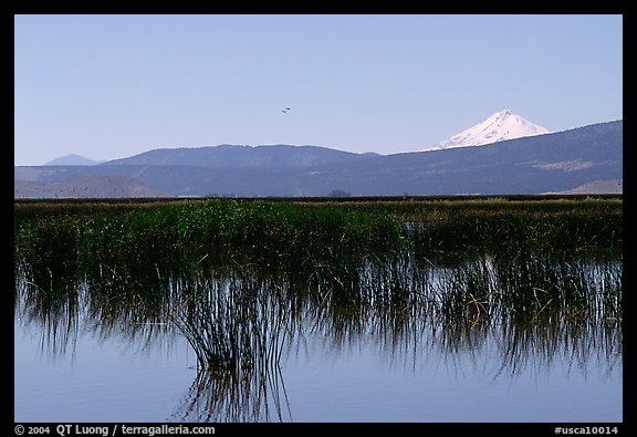 Mt Shasta seen from a marsh in the North. California, USA