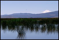 Mt Shasta seen from a marsh in the North. California, USA