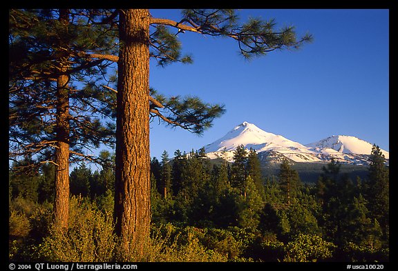 Pines and Mt Shasta seen from the North, late afteroon. California, USA (color)