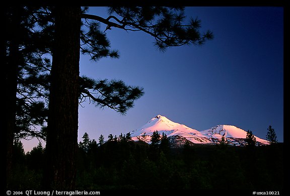 Pines and Mt Shasta seen from the North, sunset. California, USA