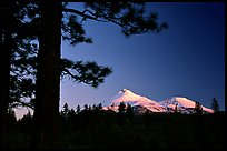 Pines and Mt Shasta seen from the North, sunset. California, USA (color)