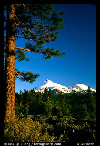 Pines and Mt Shasta seen from the North, late afteroon. California, USA (color)