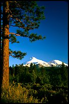 Pines and Mt Shasta seen from the North, late afteroon. California, USA