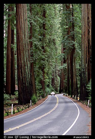 Car on road amongst tall redwood trees, Richardson Grove State Park. California, USA