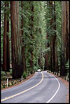 Car on road amongst tall redwood trees, Richardson Grove State Park. California, USA