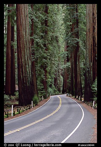 Curved road amongst tall redwood trees, Richardson Grove State Park. California, USA (color)