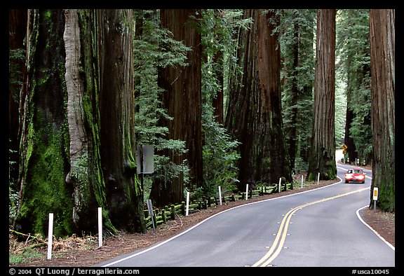 Car on road in redwood forest, Richardson Grove State Park. California, USA (color)