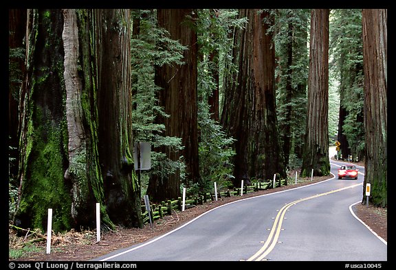 Car on road in redwood forest, Richardson Grove State Park. California, USA