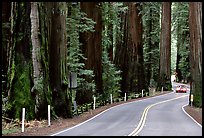 Car on road in redwood forest, Richardson Grove State Park. California, USA