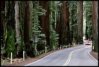 Car on road in redwood forest, Richardson Grove State Park. California, USA (color)