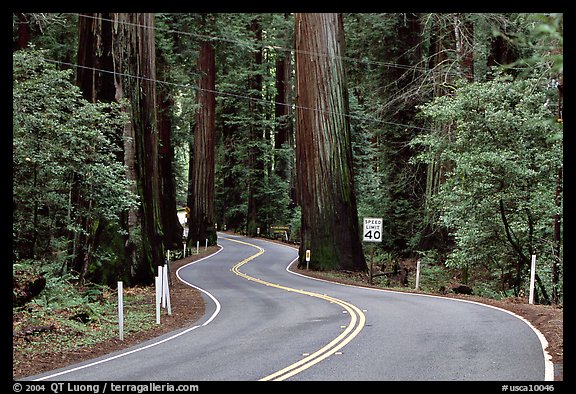 Curving road in redwood forest, Richardson Grove State Park. California, USA (color)