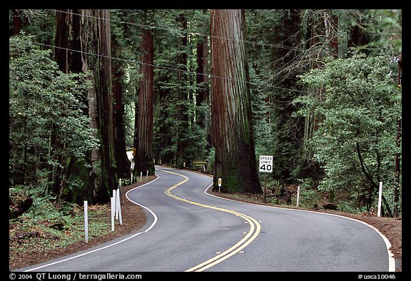 Curving road in redwood forest, Richardson Grove State Park. California, USA