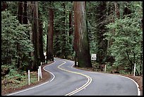 Curving road in redwood forest, Richardson Grove State Park. California, USA (color)