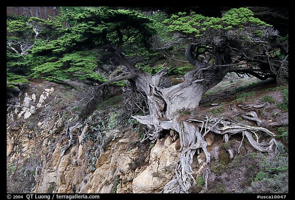 Old Veteran Cypress. Point Lobos State Preserve, California, USA (color)