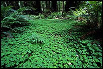 Forest floor covered with trilium. California, USA (color)