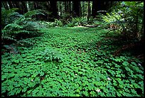 Forest floor covered with trilium. California, USA