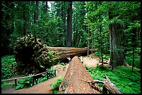 Fallen Redwoods trees, Humbolt State Park. California, USA (color)