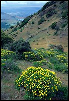 Bright yellow flowers and hikers in the background, Mt Diablo State Park. California, USA