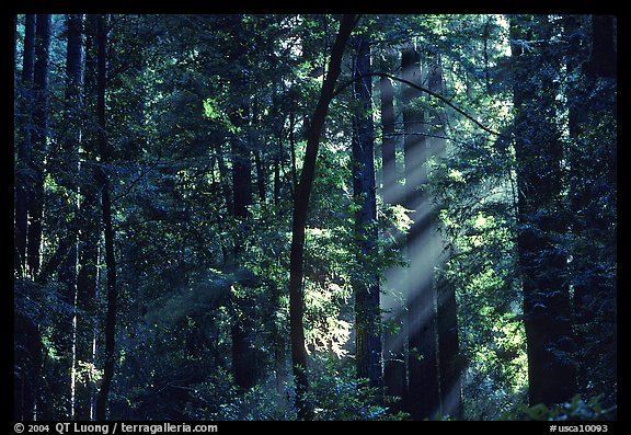 Sunrays in forest. Muir Woods National Monument, California, USA