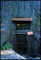 Entrance of the World Famous Tree House, near Leggett. California, USA (color)