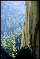 Rock wall and forest, the Needles,  Giant Sequoia National Monument. California, USA (color)