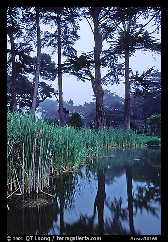 Pond, reeds, and pine trees. San Francisco, California, USA (color)