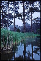 Pond, reeds, and pine trees. San Francisco, California, USA