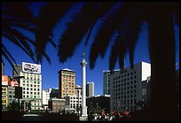 Union square framed by palm trees, afternoon. San Francisco, California, USA ( color)