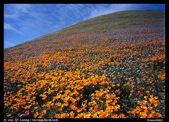 California Poppies, purple flowers,  and hill. Antelope Valley, California, USA (color)