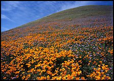 California Poppies, purple flowers,  and hill. California, USA ( color)