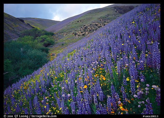 Lupine, Gorman Hills. California, USA (color)