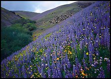 Lupine, Gorman Hills. California, USA