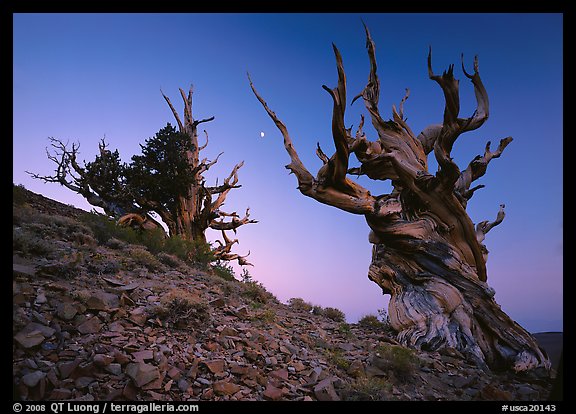 Old Bristlecone Pine trees and moon at sunset, Discovery Trail, Schulman Grove. California, USA (color)