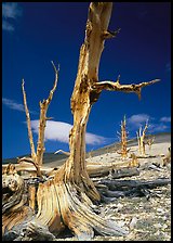 Dead standing Bristlecone pine trees,  White Mountains. California, USA