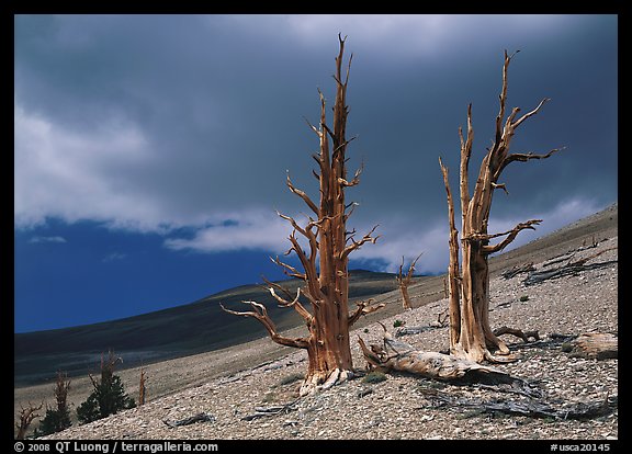 Dead Bristlecone pines on barren slopes with storm clouds, White Mountains. California, USA (color)