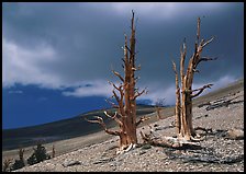 Dead Bristlecone pines on barren slopes with storm clouds, White Mountains. California, USA