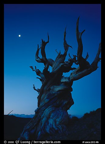 Gnarled Bristlecone Pine tree and moon at sunset, Schulman Grove. California, USA (color)