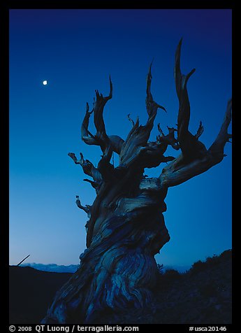 Gnarled Bristlecone Pine tree and moon at sunset, Schulman Grove. California, USA