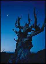 Gnarled Bristlecone Pine tree and moon at sunset, Schulman Grove. California, USA