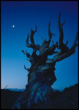 Gnarled Bristlecone Pine tree and moon at sunset, Schulman Grove. California, USA (color)