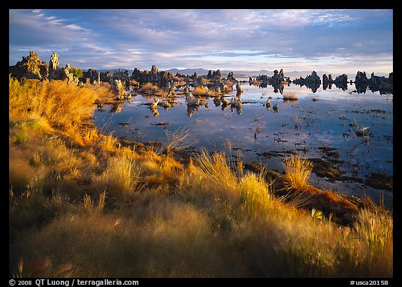 Grasses and Tufa towers, morning. Mono Lake, California, USA (color)