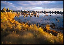 Grasses and Tufa towers, morning. Mono Lake, California, USA