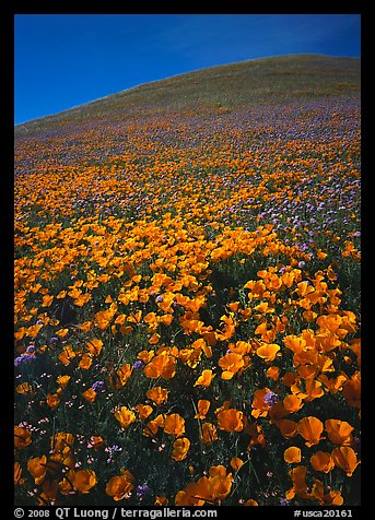 California Poppies and hill. Antelope Valley, California, USA (color)