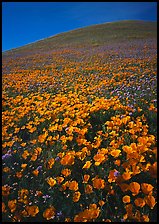 California Poppies and hill. Antelope Valley, California, USA (color)