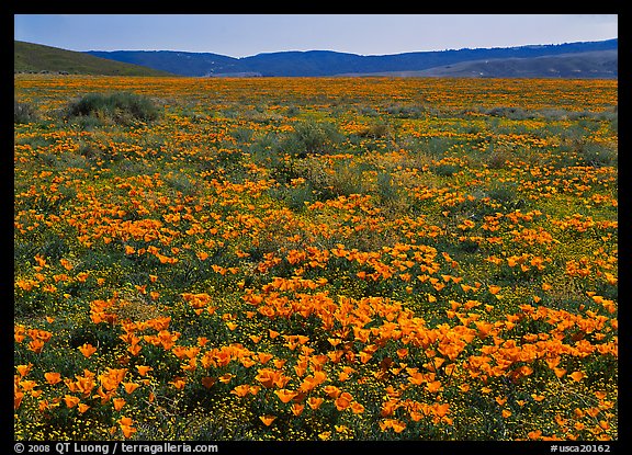 California Poppies and goldfields. California, USA (color)